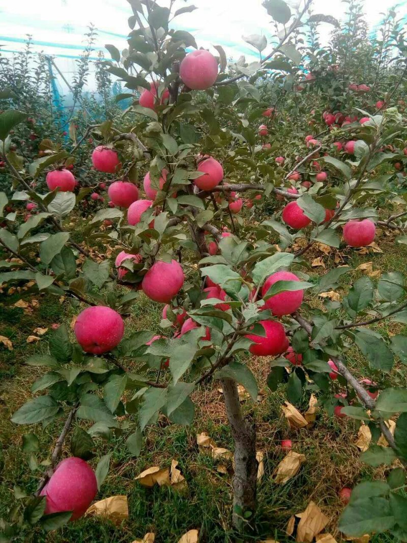 红肉苹果树苗批发2年生嫁接果苗红皮红肉易活价格便宜