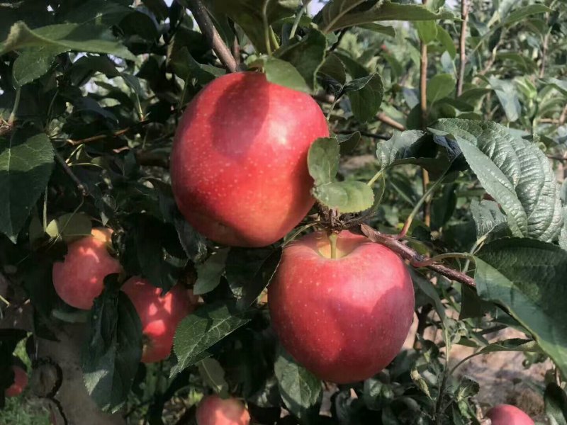 红肉苹果树苗批发2年生嫁接果苗红皮红肉易活价格便宜