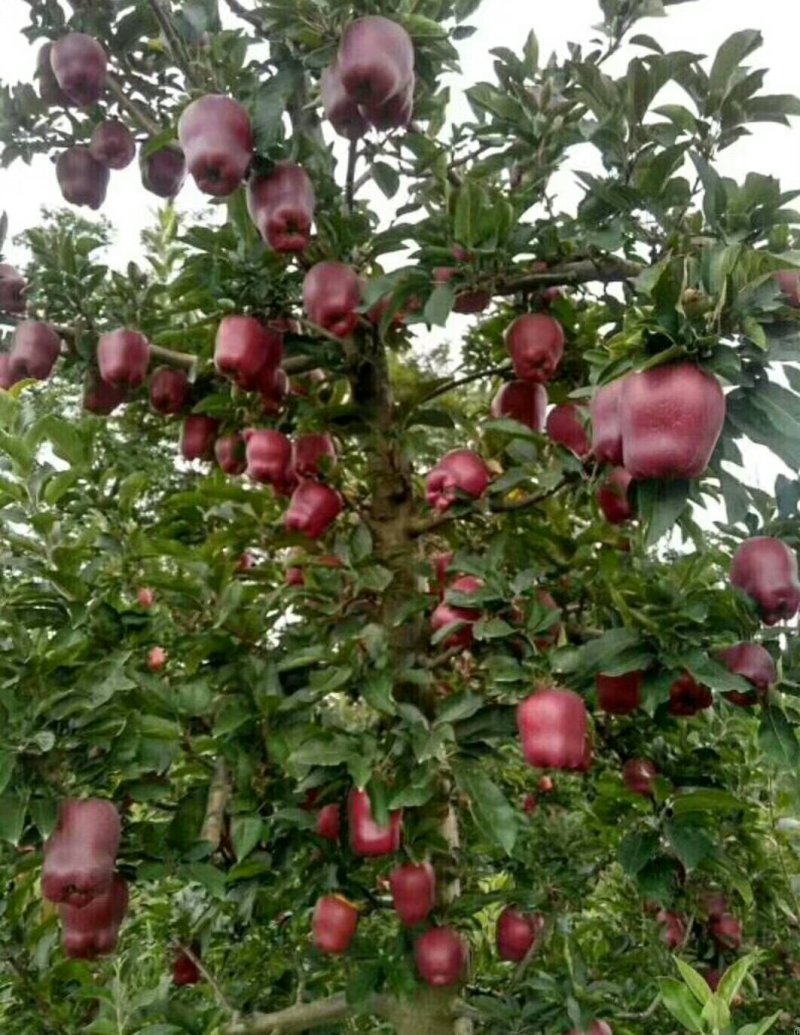 红肉苹果树苗批发2年生嫁接果苗红皮红肉易活价格便宜
