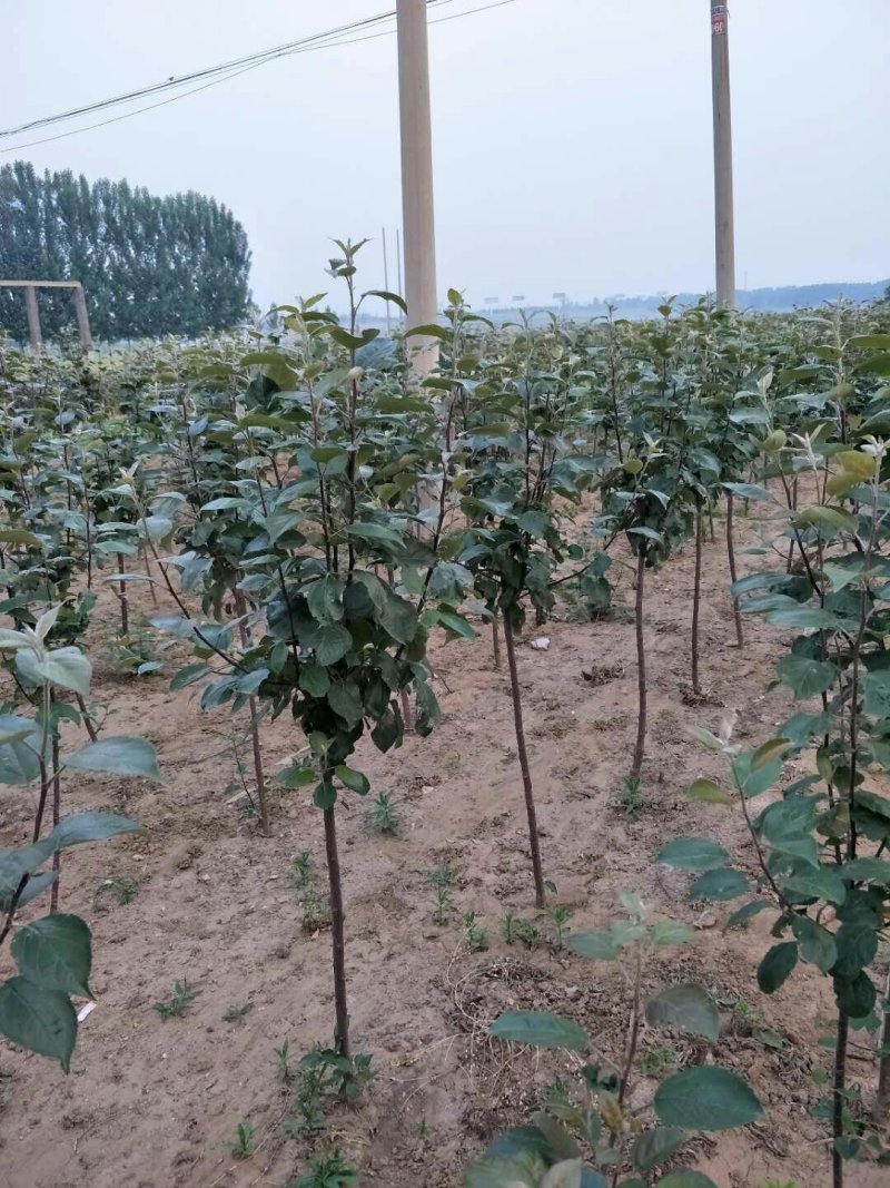 红肉苹果树苗批发2年生嫁接果苗红皮红肉易活价格便宜