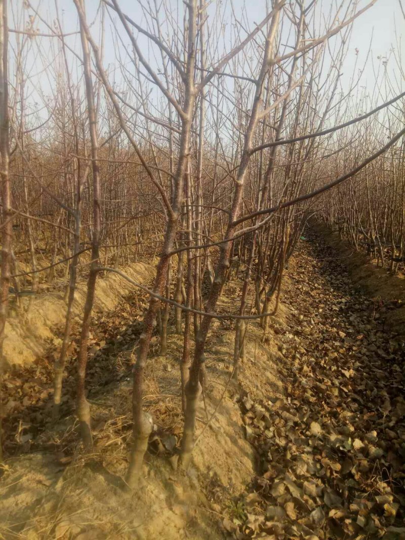 红肉苹果树苗批发2年生嫁接果苗红皮红肉易活价格便宜