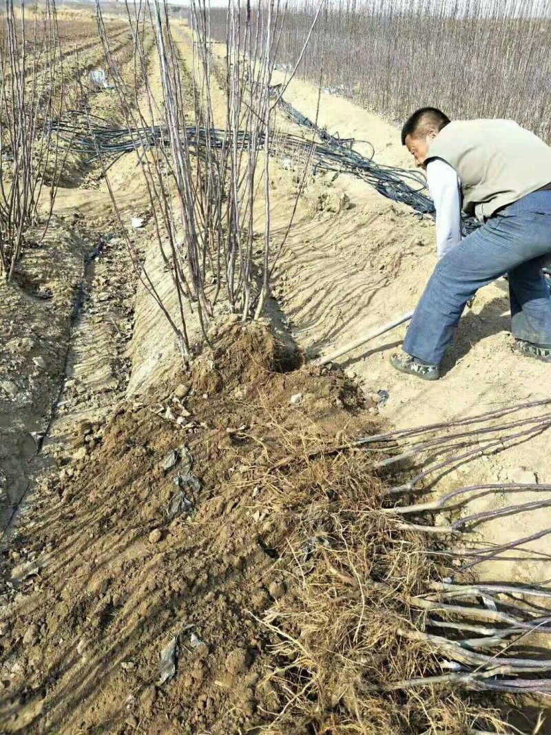 红肉苹果树苗批发2年生嫁接果苗红皮红肉易活价格便宜
