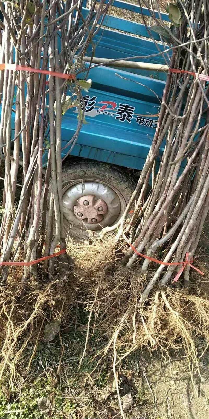 红肉苹果树苗批发2年生嫁接果苗红皮红肉易活价格便宜