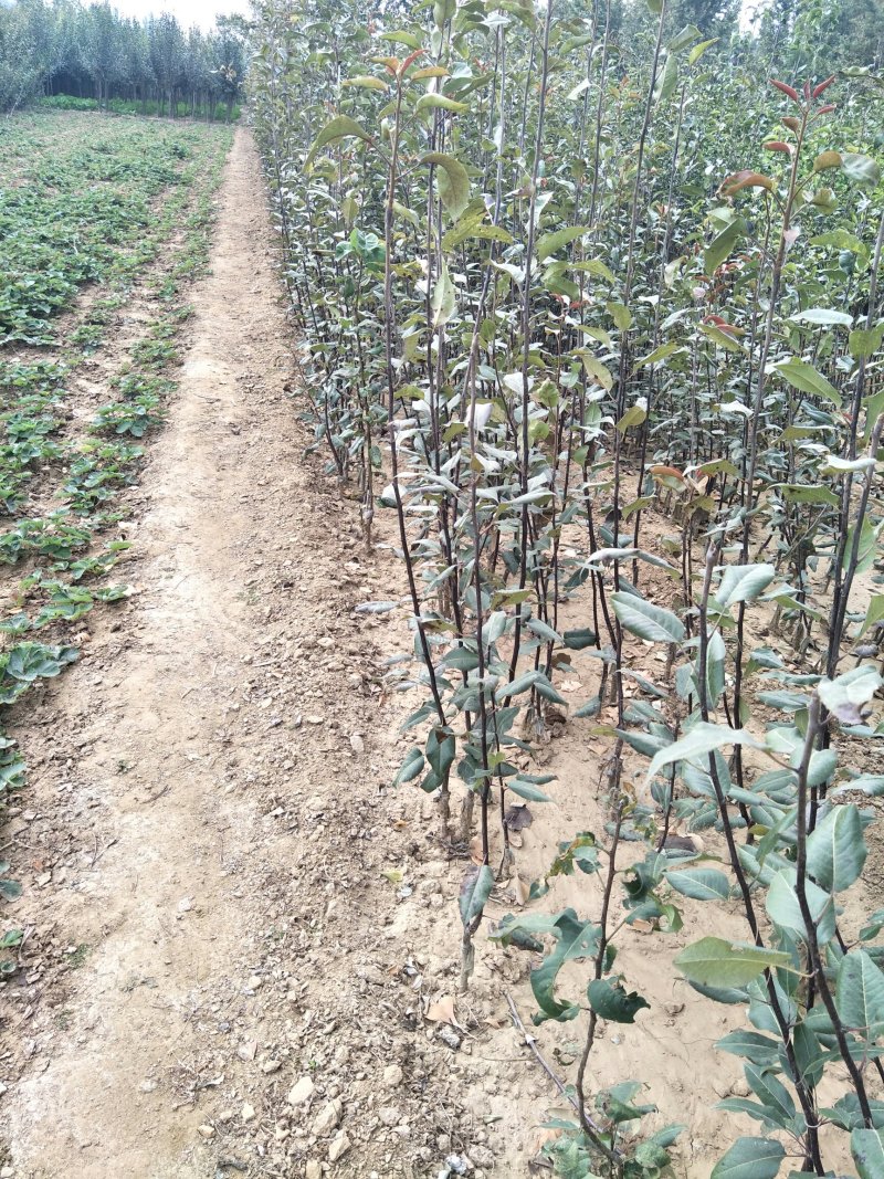 红肉苹果树苗批发2年生嫁接果苗红皮红肉易活价格便宜
