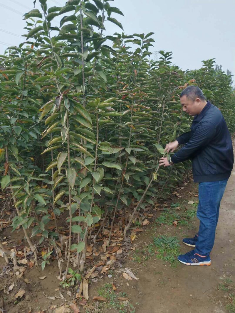 樱桃树苗吉塞拉矮化樱桃树苗包品种纯正免费提供技术指导