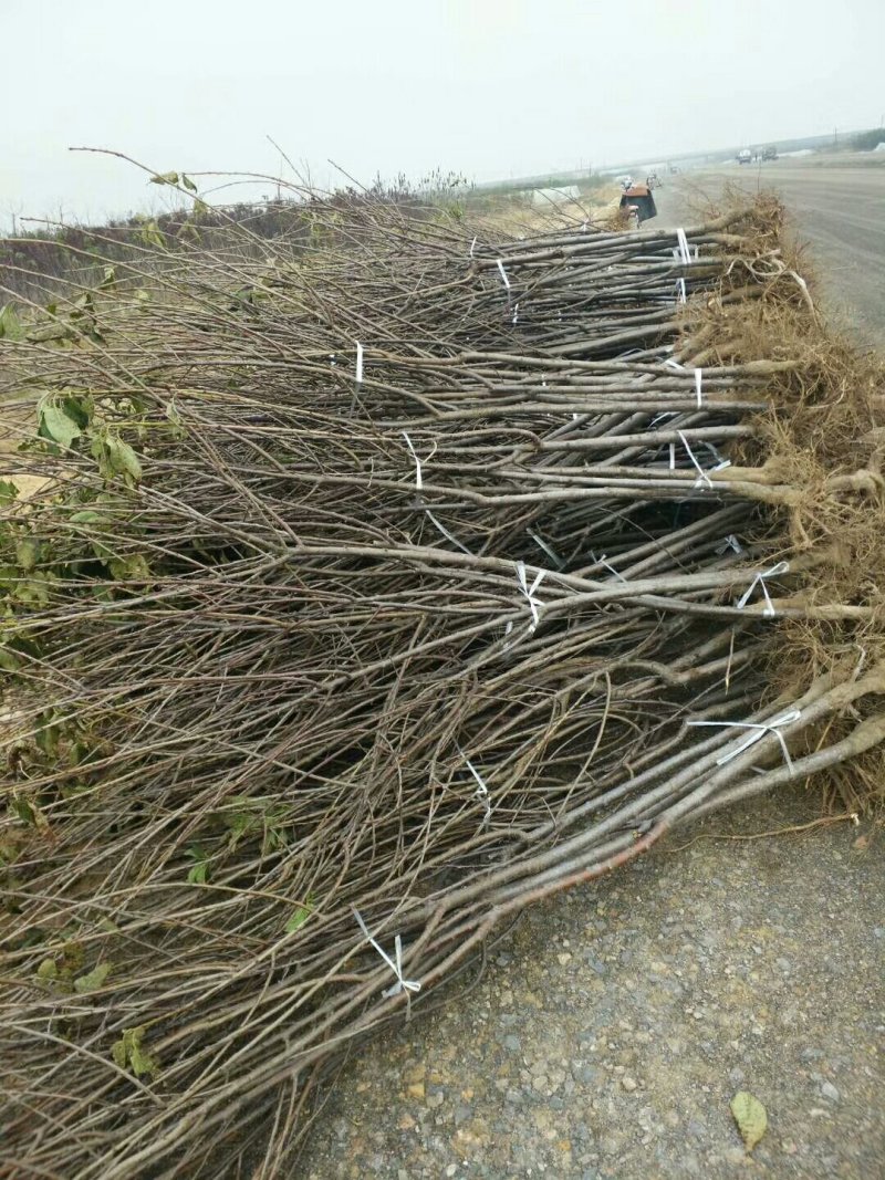 樱桃树苗吉塞拉矮化樱桃树苗包品种纯正免费提供技术指导