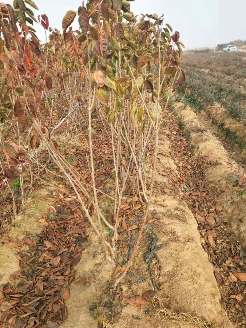樱桃树苗吉塞拉矮化樱桃树苗包品种纯正免费提供技术指导