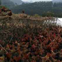 现货供应优质土山散养土鸡，养殖250天的凤鸡，地方品种，