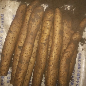 白玉山药