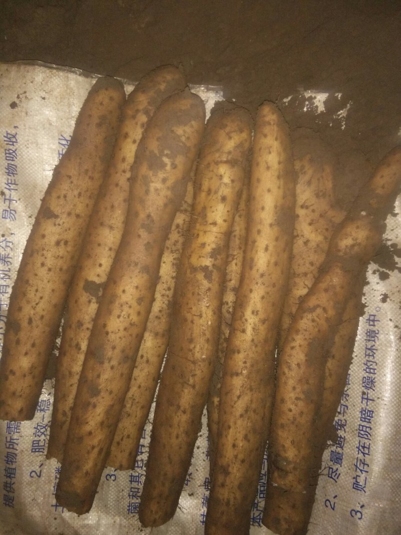 白玉山药