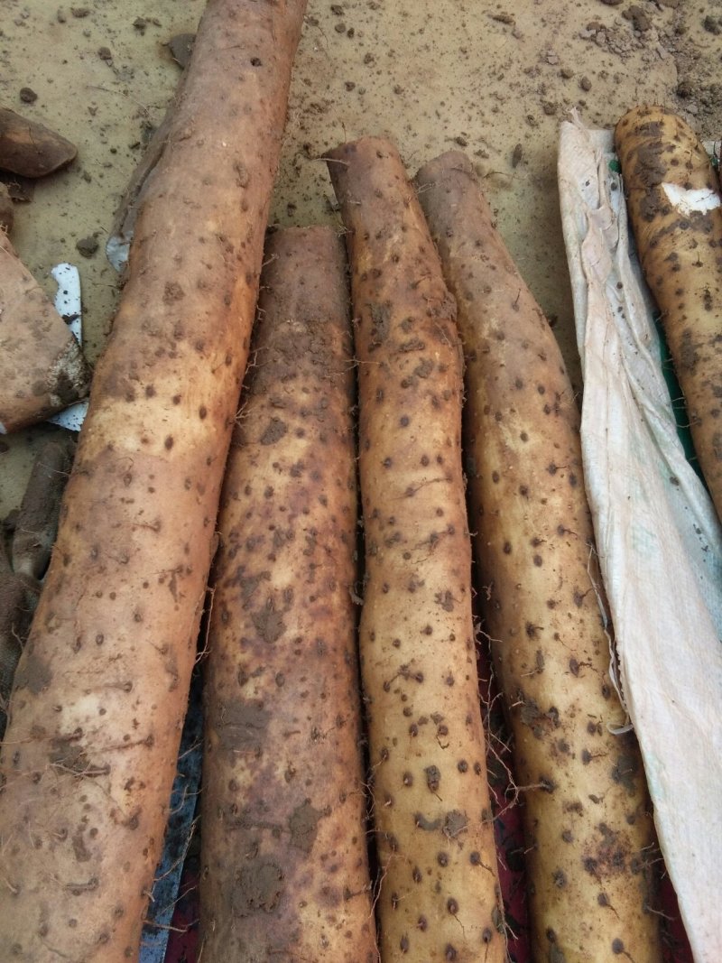 白玉山药
