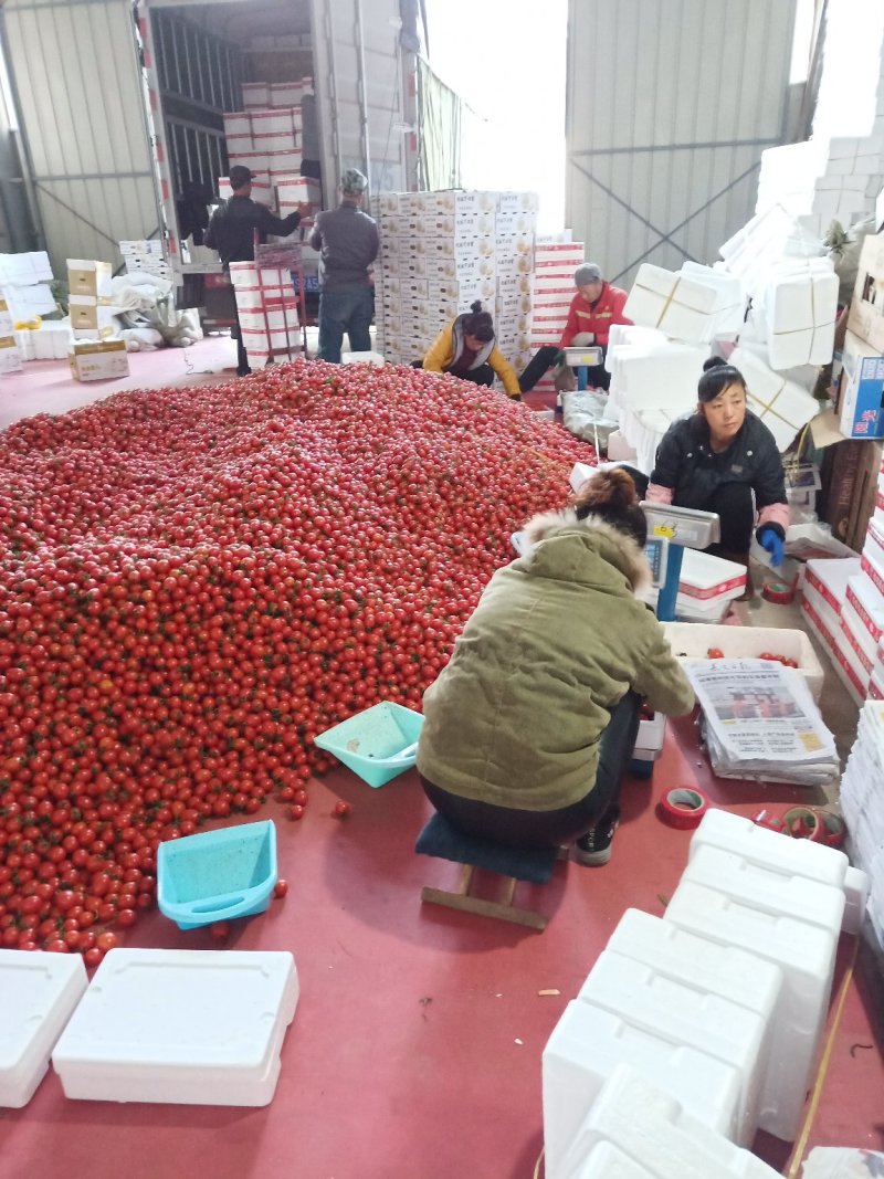 改良千禧圣女果樱桃小柿子产地量大质优口感好诚信代收，