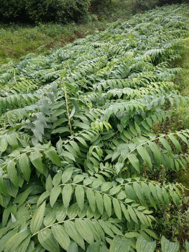 黄精种苗姜形多花黄精苗，鸡头黄精苗，一年苗，二年苗，三年