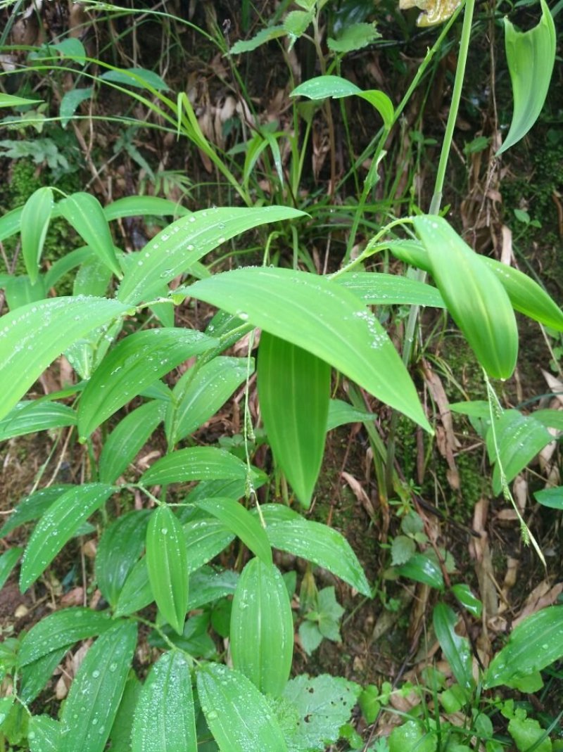 黄精种苗姜形多花黄精苗，鸡头黄精苗，一年苗，二年苗，三年