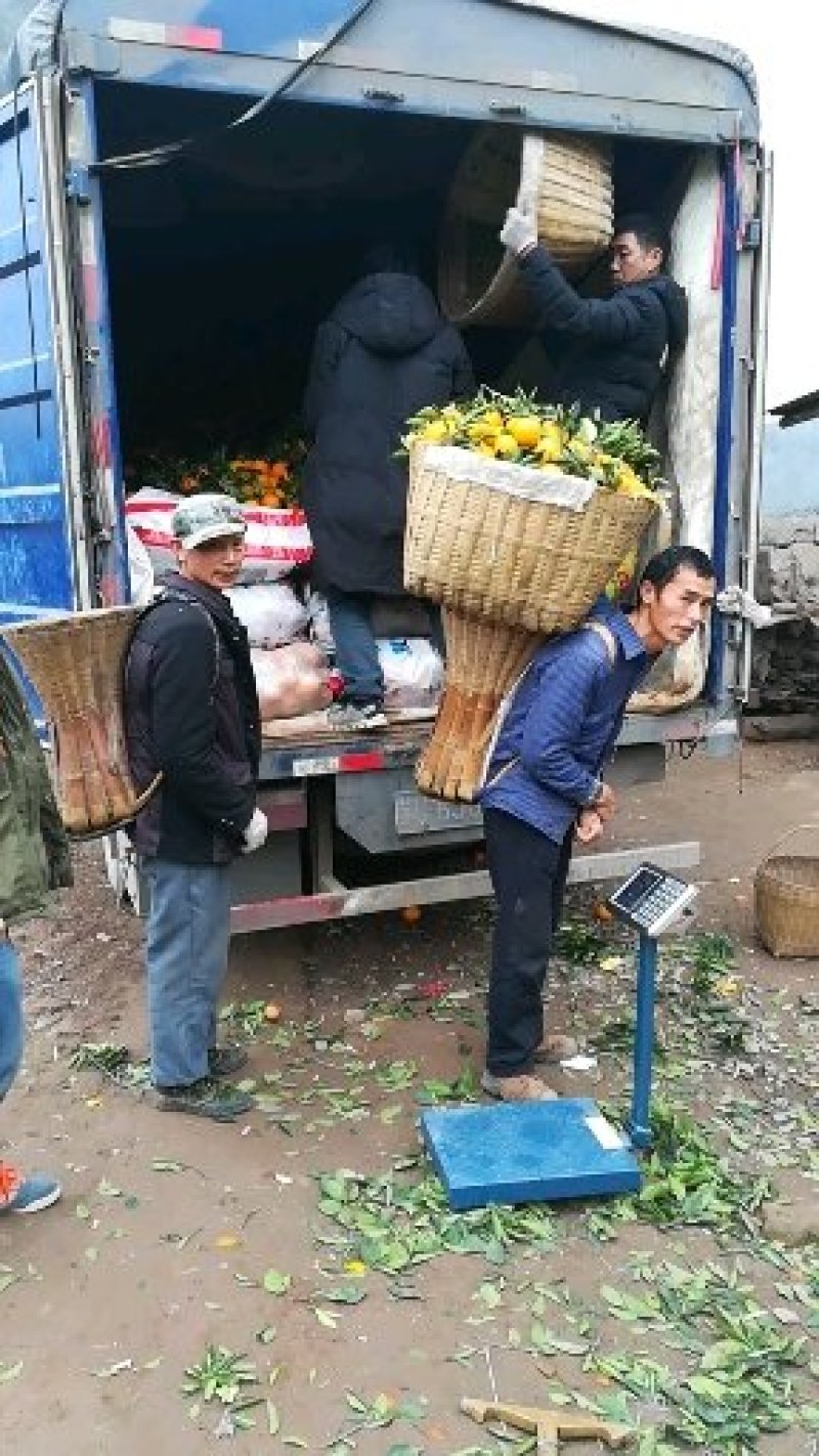 脐橙，圆虹长虹脐橙，纽荷尔脐橙看货采果大量供应，诚信经营
