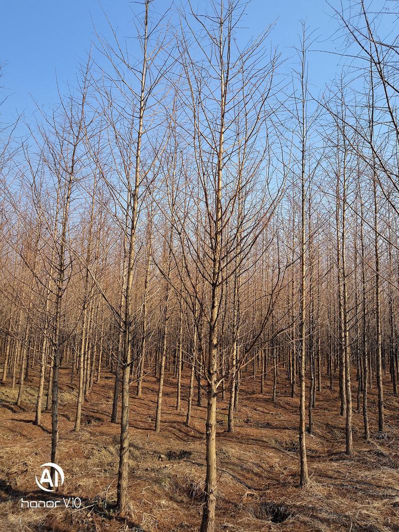 苗圃大量供应水杉落羽杉黄金杉5-10大量供应