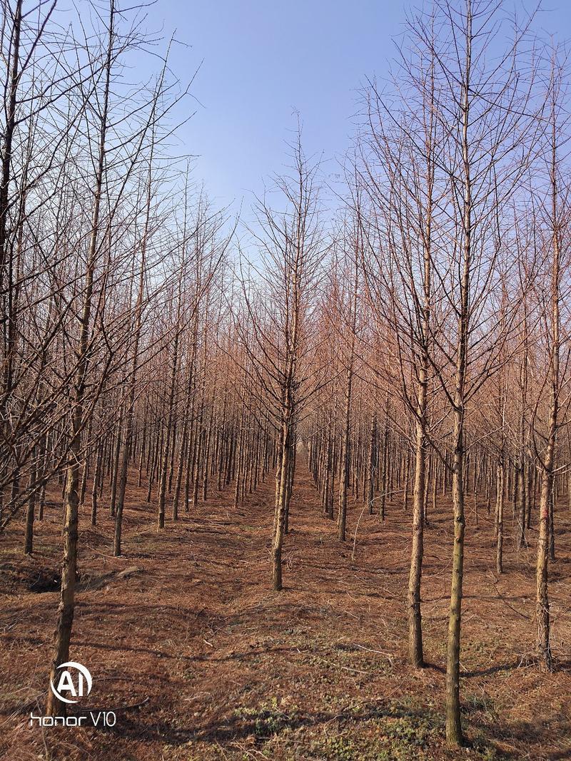 苗圃大量供应水杉落羽杉黄金杉5-10大量供应