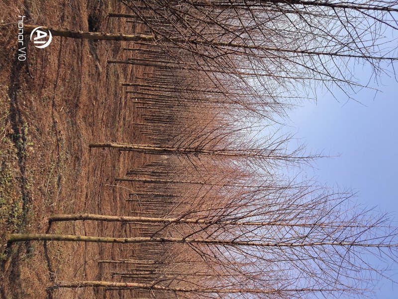 苗圃大量供应水杉落羽杉黄金杉5-10大量供应