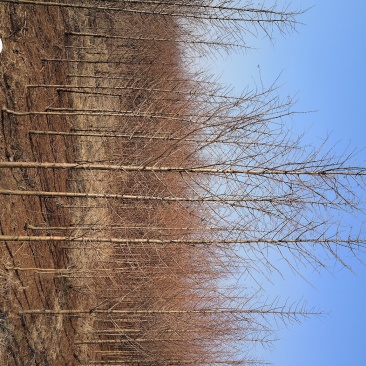 苗圃大量供应水杉落羽杉黄金杉5-10大量供应