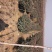 红叶石楠球一米冠幅45苗圃大量出售大小规格均有量大