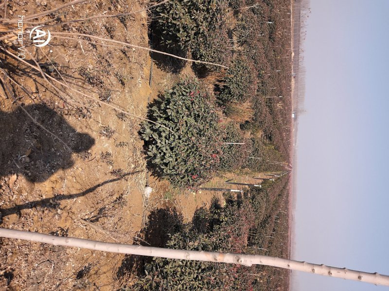 红叶石楠球一米冠幅45苗圃大量出售大小规格均有量大