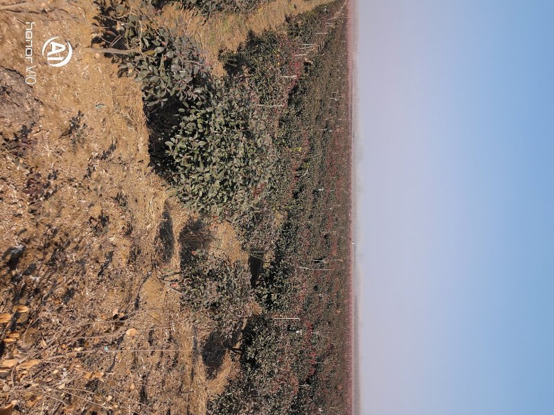 红叶石楠球一米冠幅45苗圃大量出售大小规格均有量大