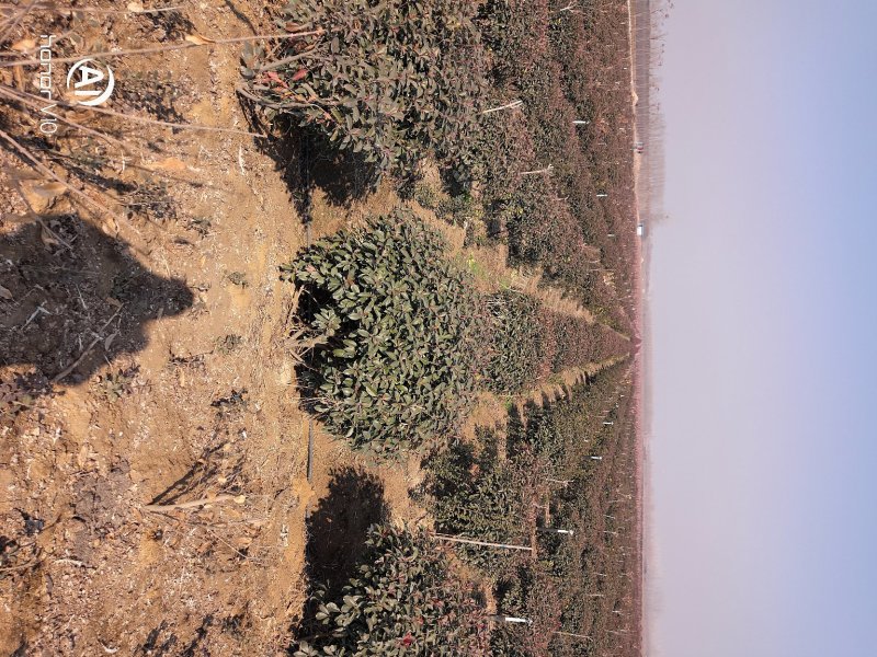 红叶石楠球一米冠幅45苗圃大量出售大小规格均有量大