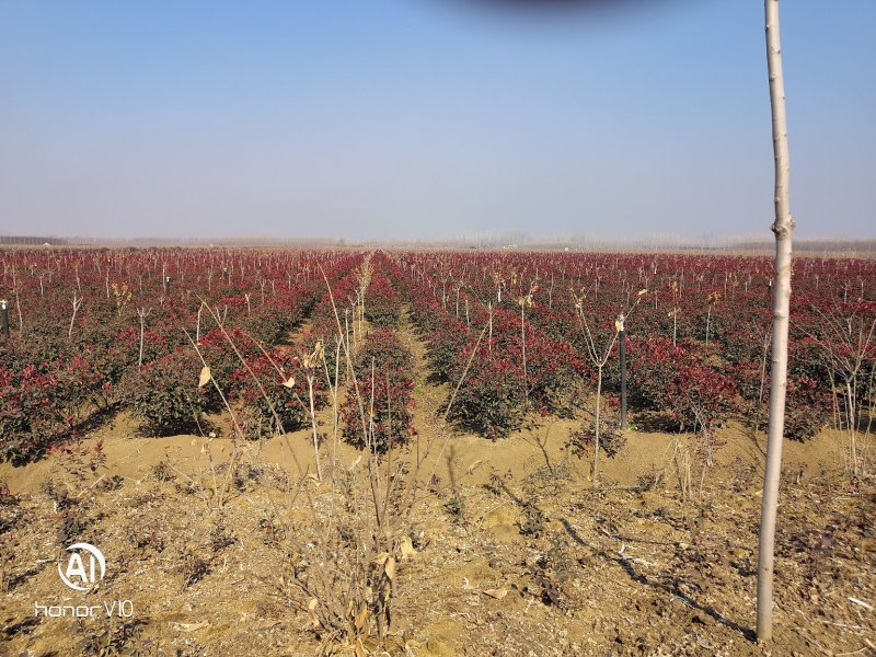 红叶石楠小毛球8冠幅50大杯苗1.5苗圃大量供应大小规格