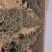 红叶石楠小毛球8冠幅50大杯苗1.5苗圃大量供应大小规格