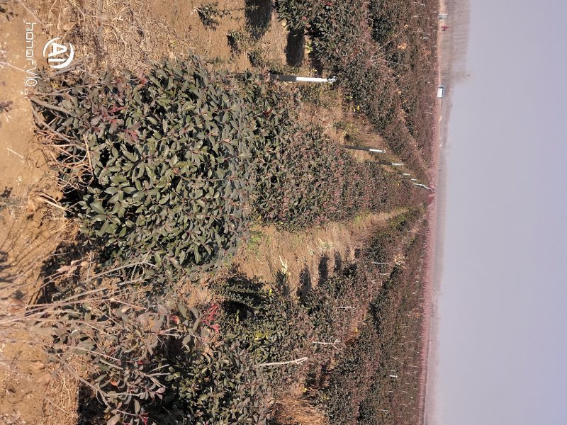 红叶石楠小毛球8冠幅50大杯苗1.5苗圃大量供应大小规格