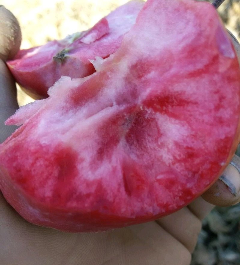 红肉苹果树苗红色之爱苹果苗木出售