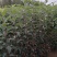 红肉苹果树苗红色之爱苹果苗木出售
