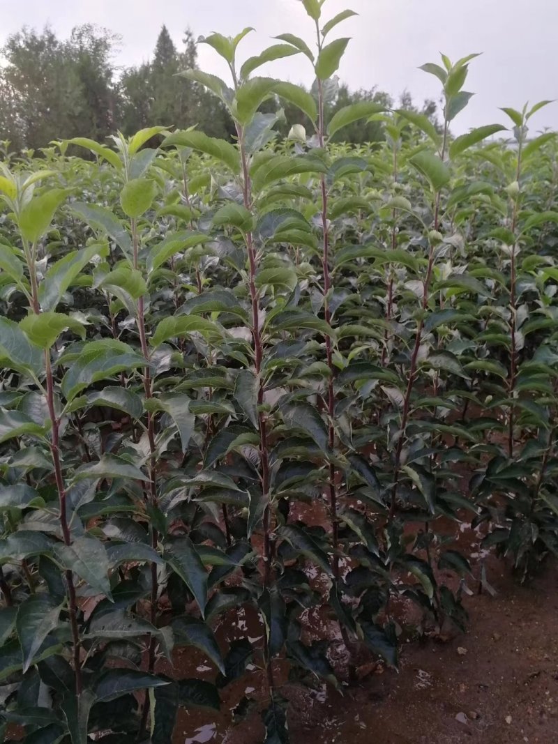 红肉苹果树苗红色之爱苹果苗木出售