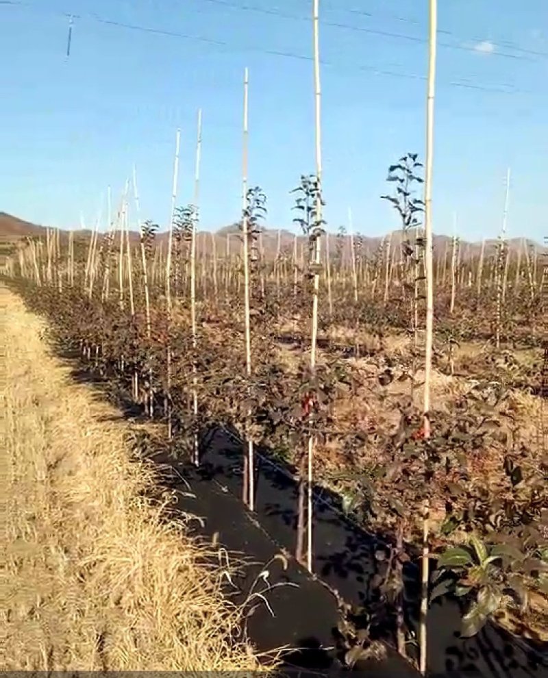 红肉苹果树苗红色之爱苹果苗木出售