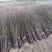 红肉苹果树苗红色之爱苹果苗木出售