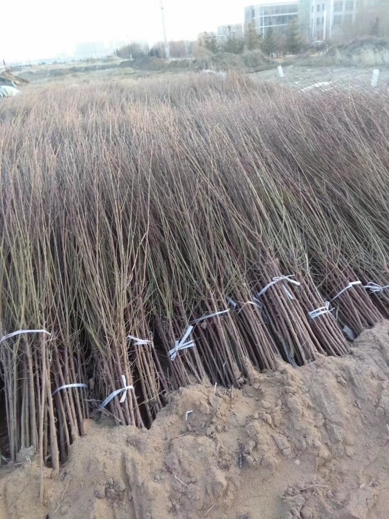 红肉苹果树苗红色之爱苹果苗木出售