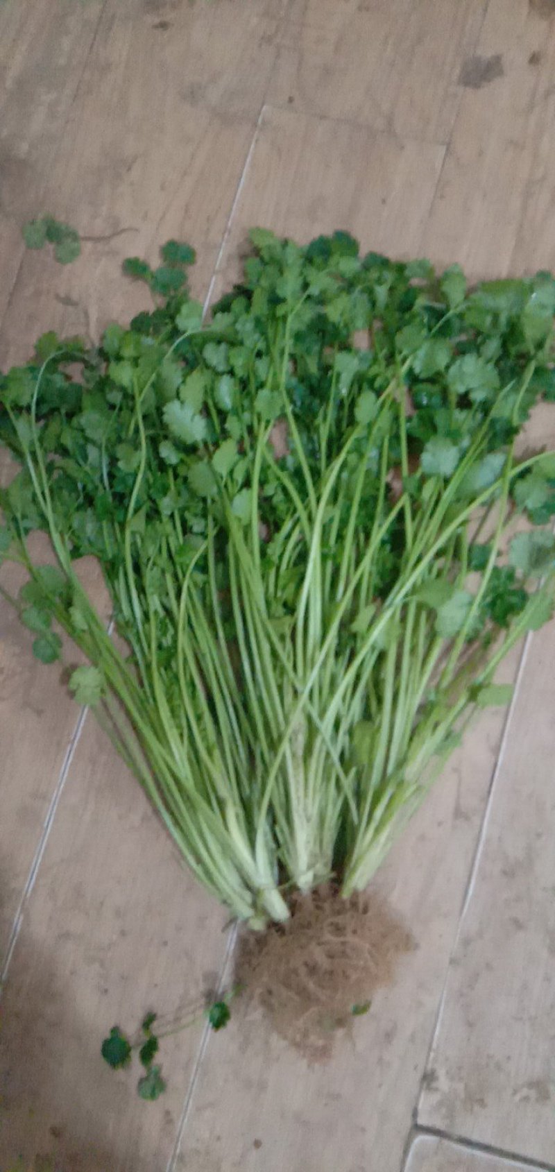 香菜出售