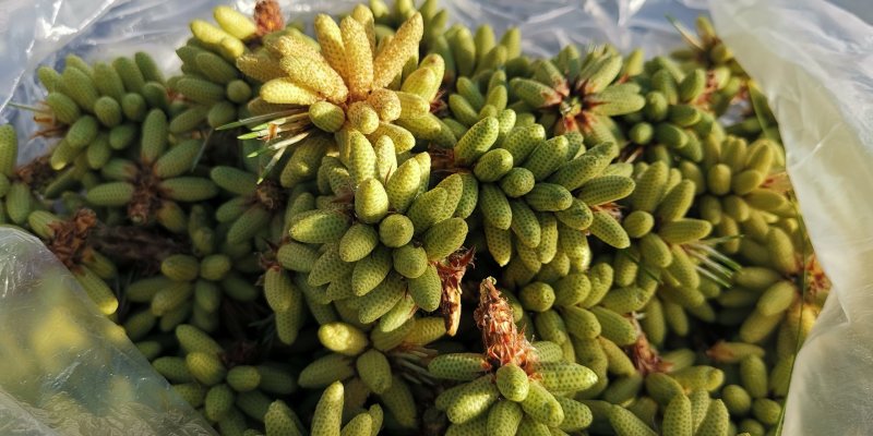 松花粉