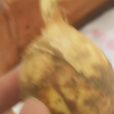 茨菇！！！！便宜了