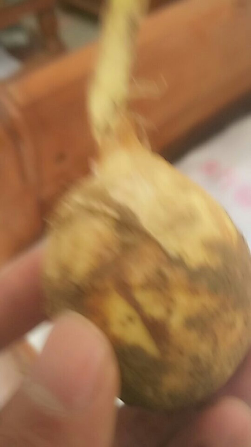 茨菇！！！！便宜了