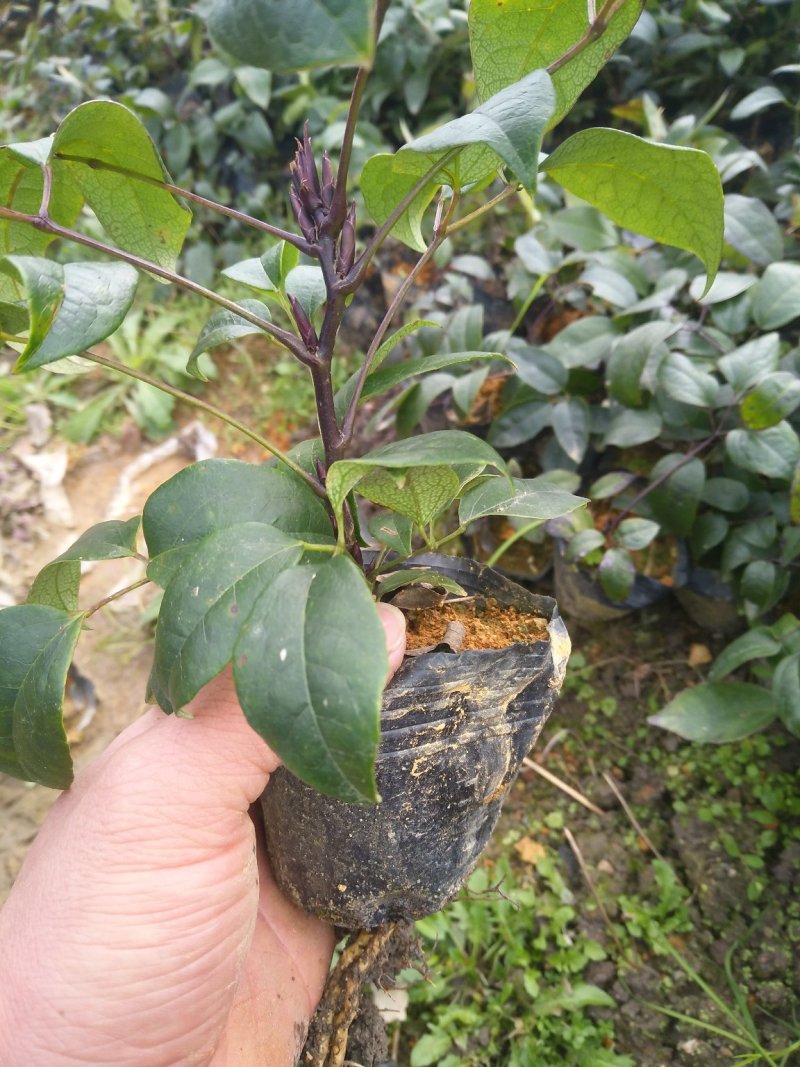 九月黄杯苗六元一棵，地苗五元一颗