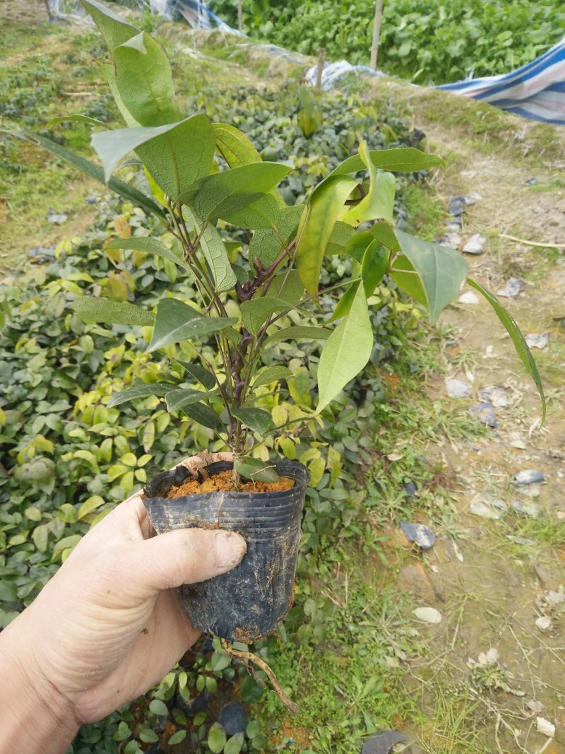 九月黄杯苗六元一棵，地苗五元一颗