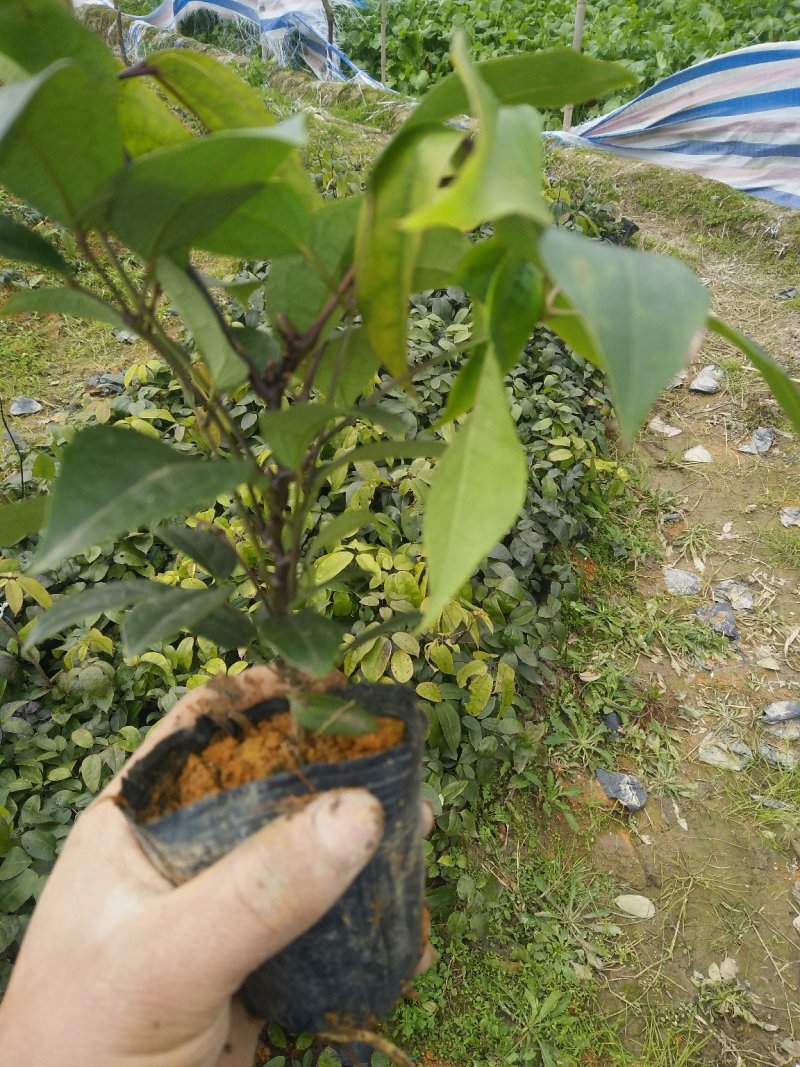九月黄杯苗六元一棵，地苗五元一颗