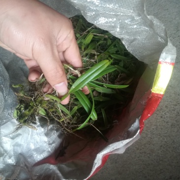 单叶中果石橄榄