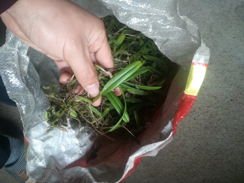 单叶中果石橄榄