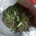 单叶中果石橄榄