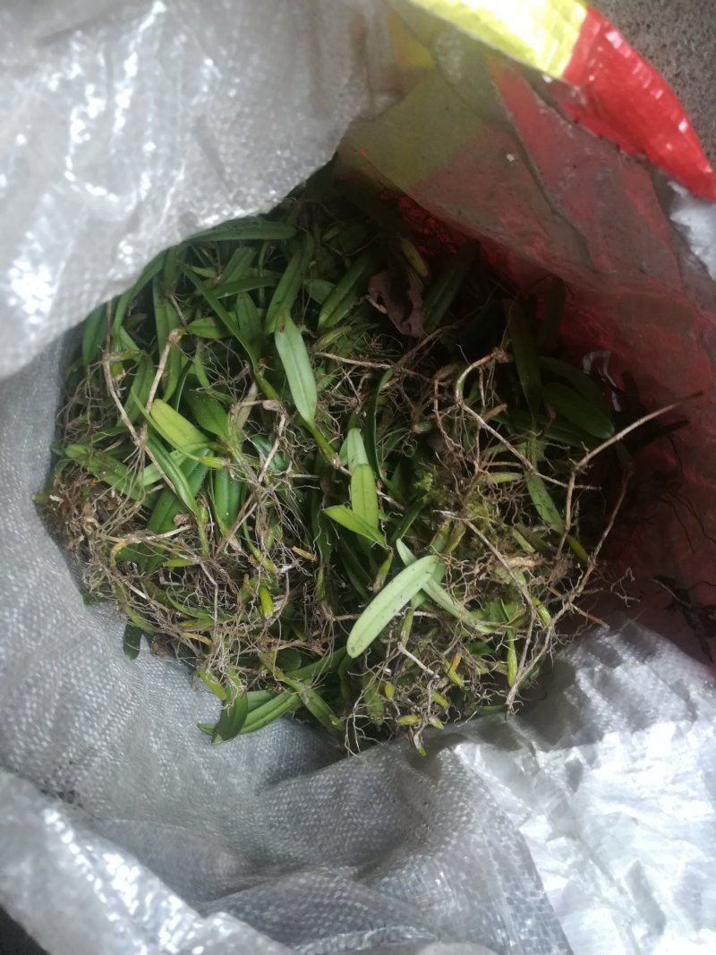 单叶中果石橄榄