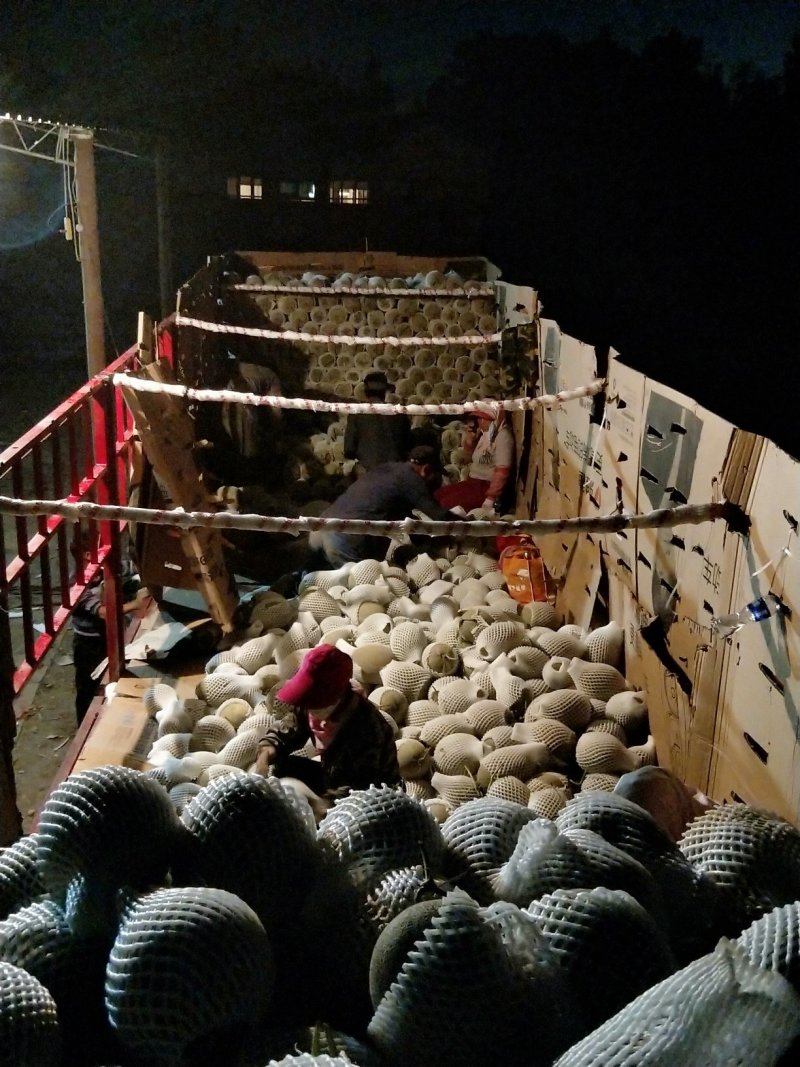 大量供应西州蜜，可供应电商对接超市。承接高端供应