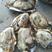 乳山生蚝大量出货牡蛎双龟岛精品三倍体生蚝鲜活发货