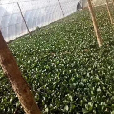 蔬菜